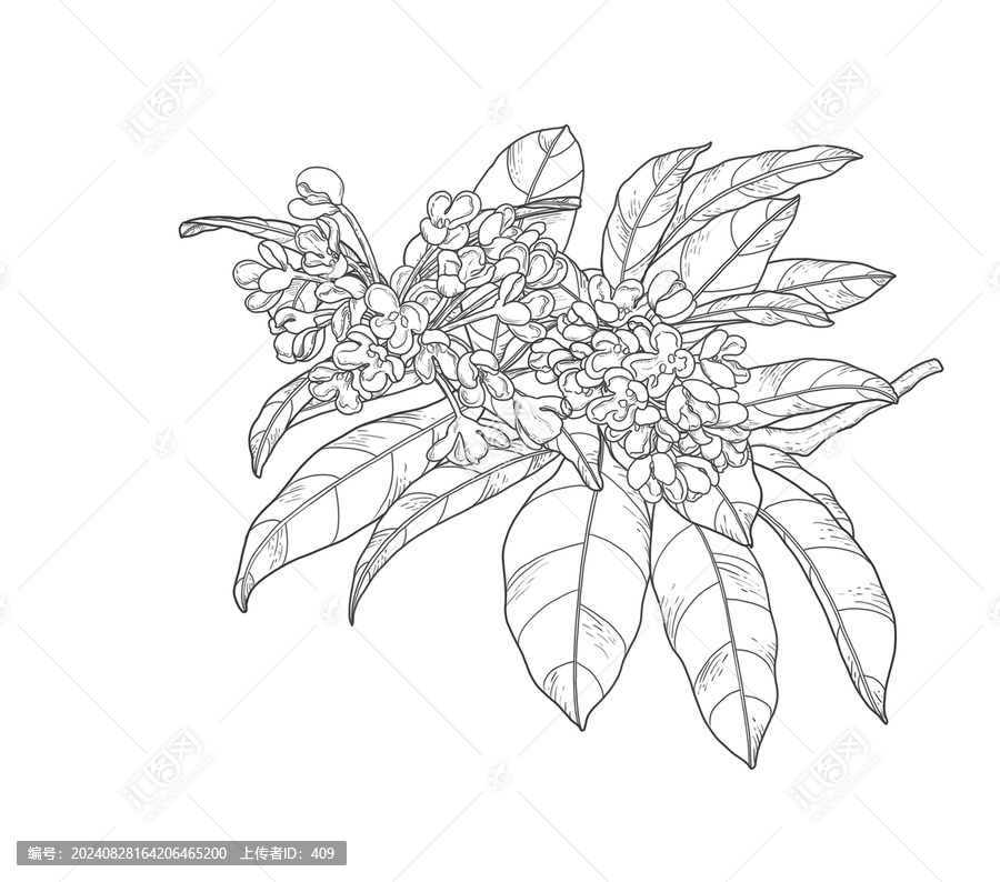 桂花線稿插畫