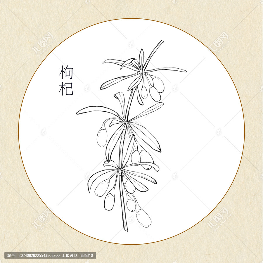 手繪中草藥枸杞線稿