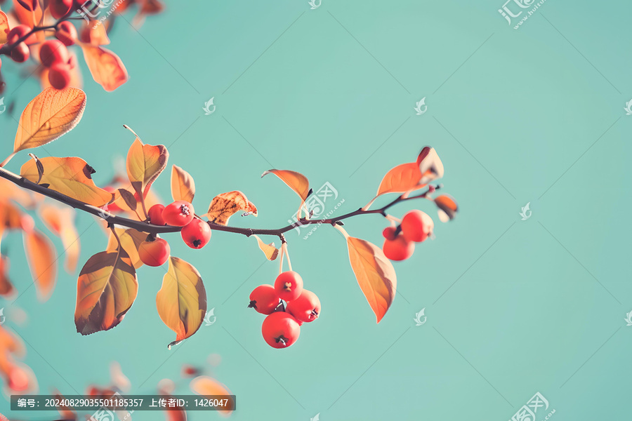 秋天的樹枝上長滿了紅色漿果
