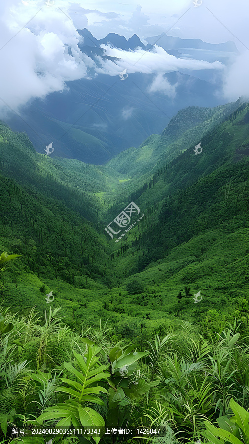 云霧繚繞的山谷