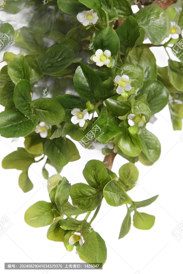 [免摳素材]白色花朵的綠色樹枝