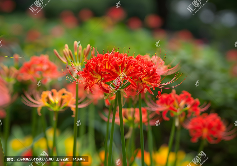 紅蜘蛛百合花盛開(kāi)在花園里