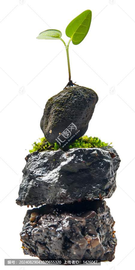[免摳素材]石頭上萌芽的小植物