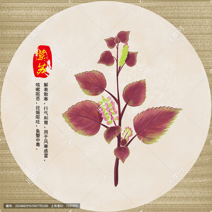 手繪中草藥紫蘇