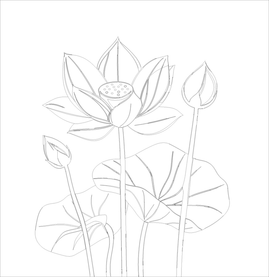 荷花插畫