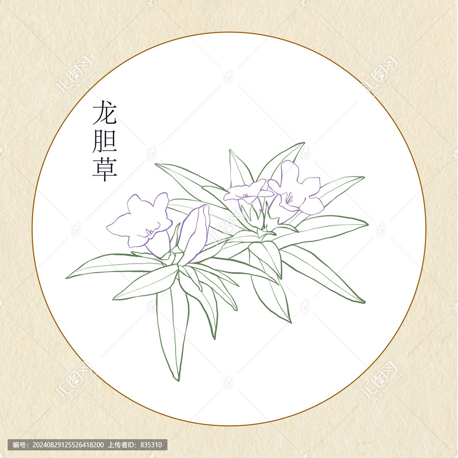 手繪中草藥龍膽草