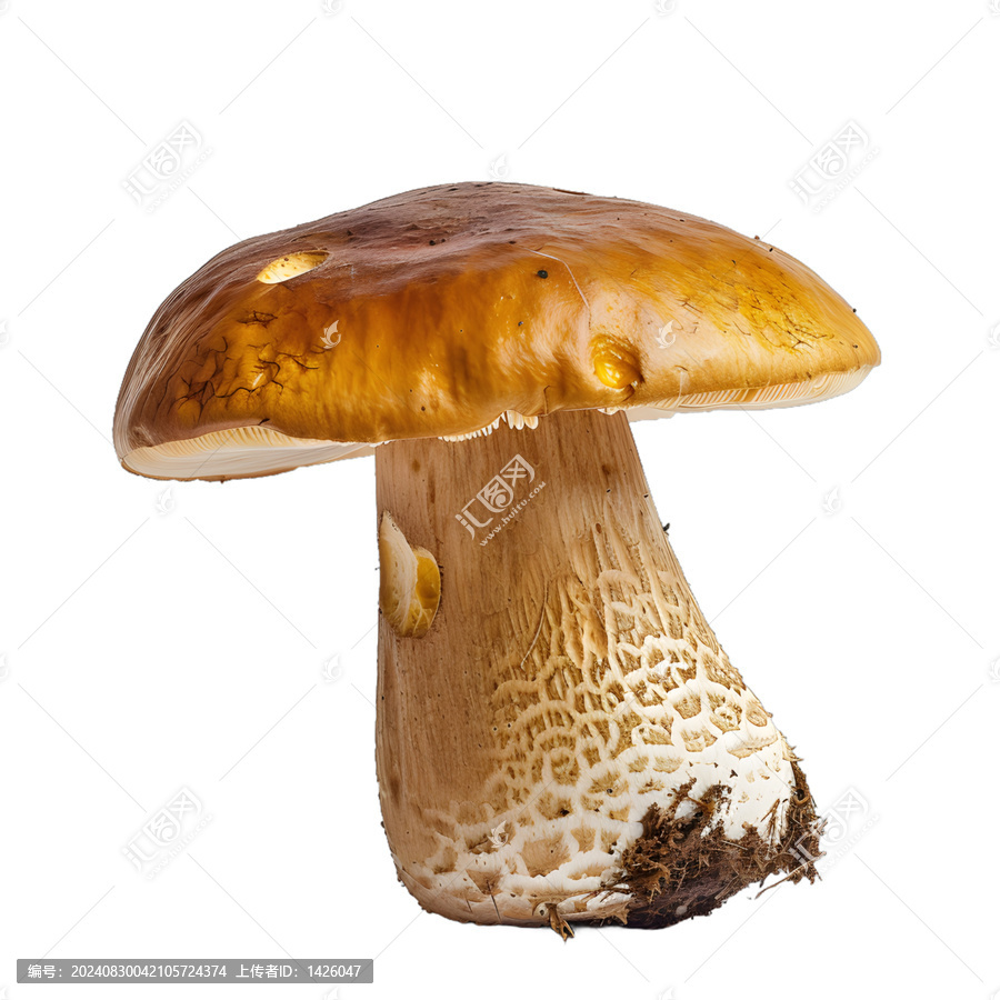 [免摳素材]白色背景上的單個褐色牛肝菌