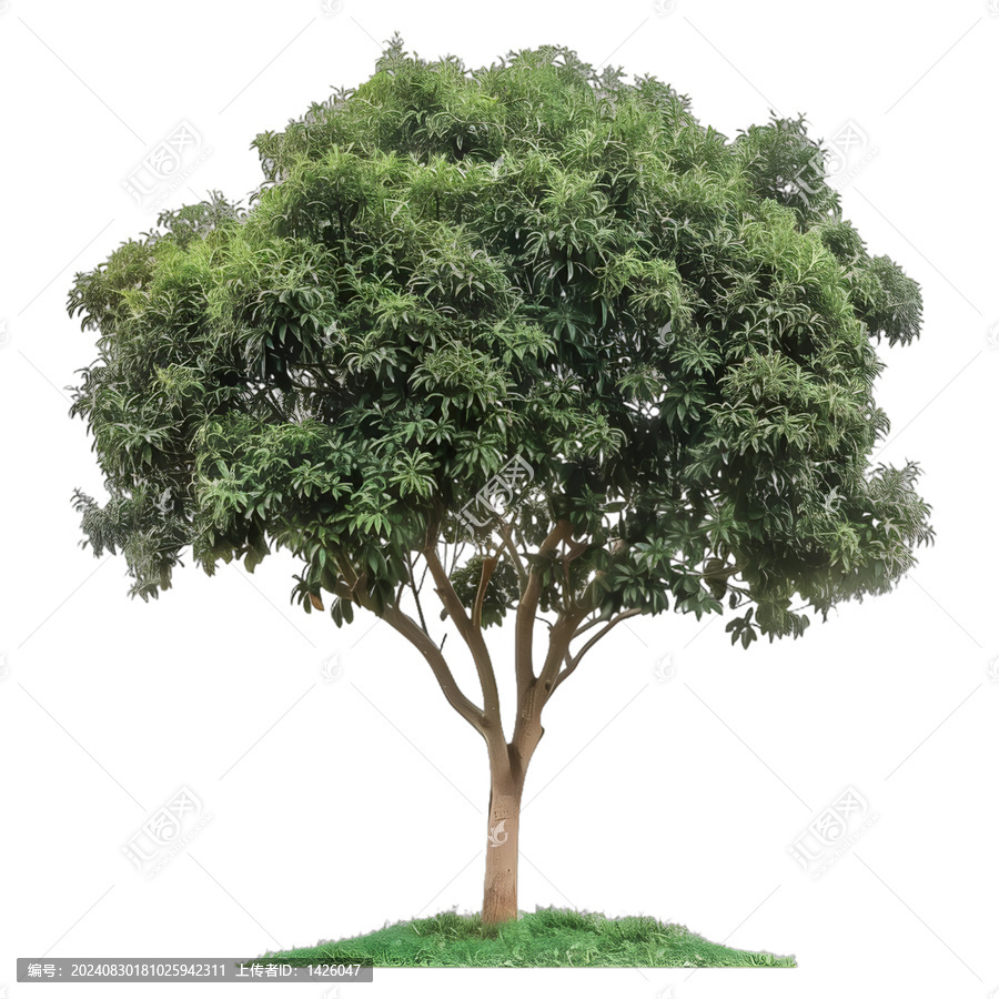 [免摳素材]綠葉綠草樹木圖片素材