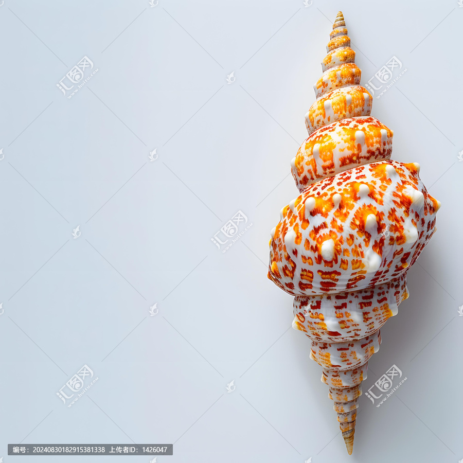白色背景上的海螺