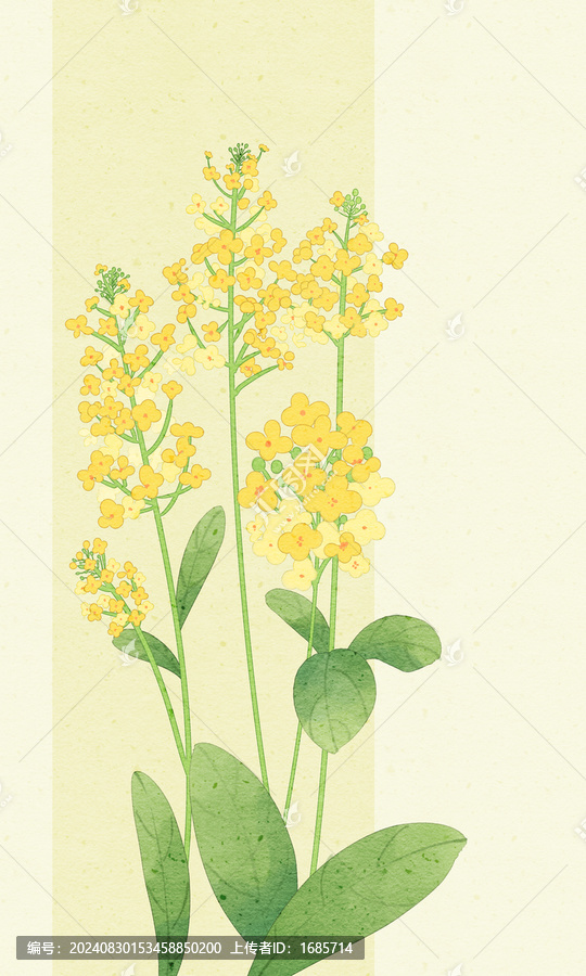 油菜花
