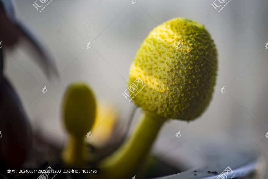 黃色蘑菇