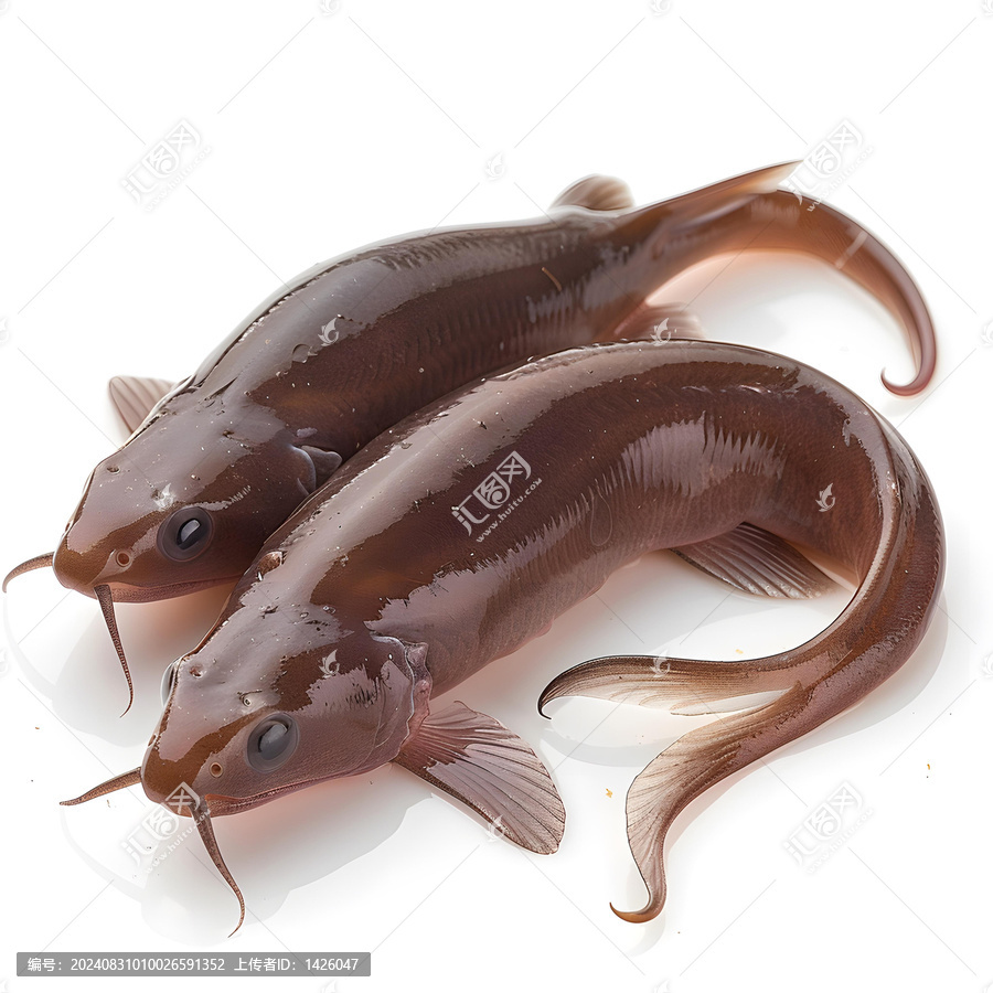 兩條魚在白色背景上