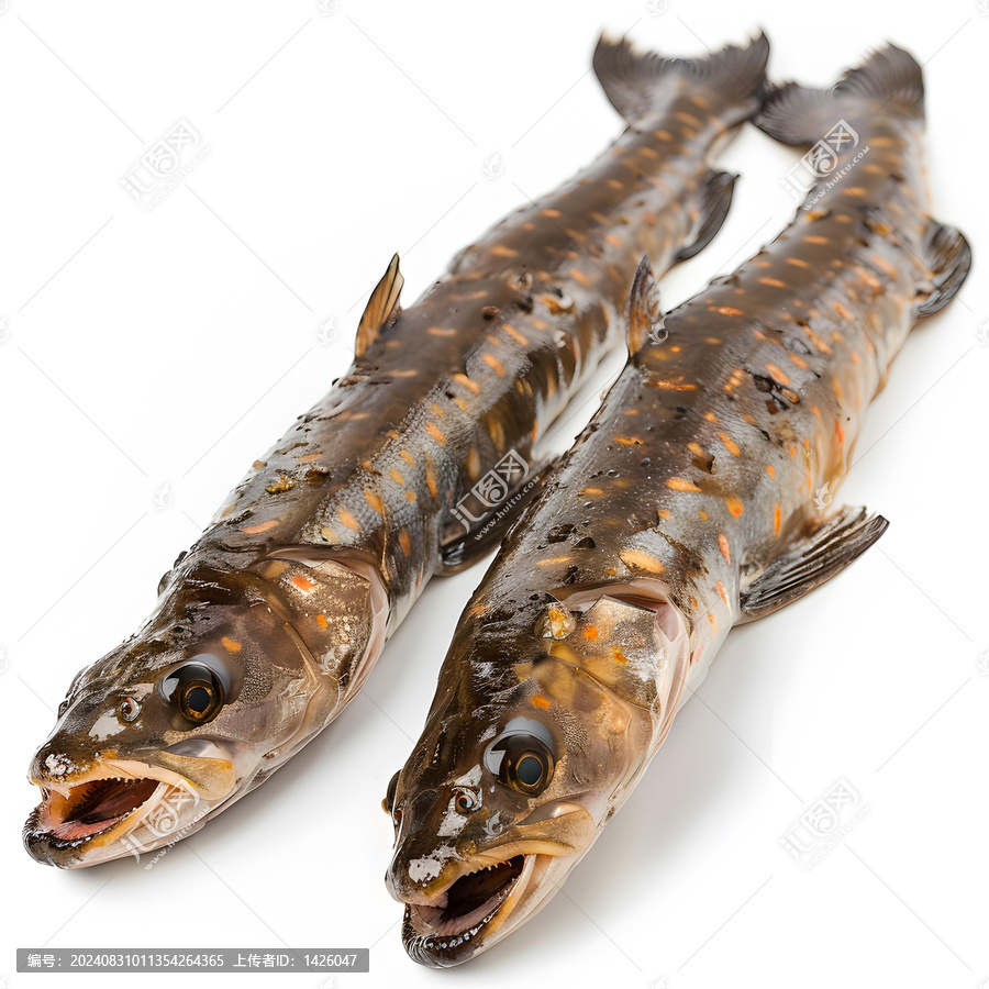 兩只生鮮的淡水魚