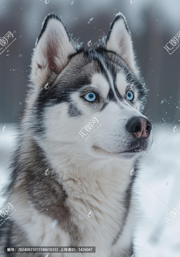 西伯利亞雪橇犬在雪中