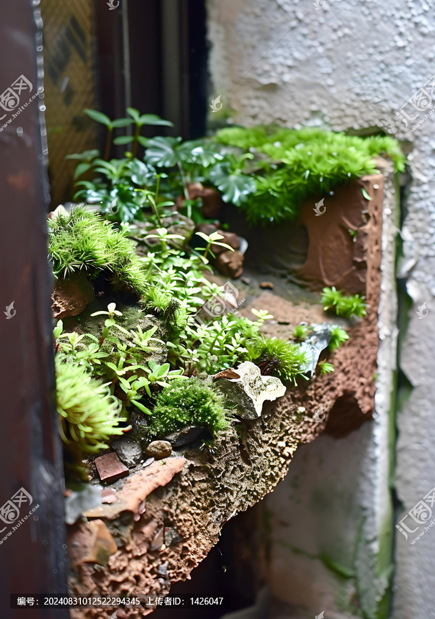 磚墻上的綠色苔蘚
