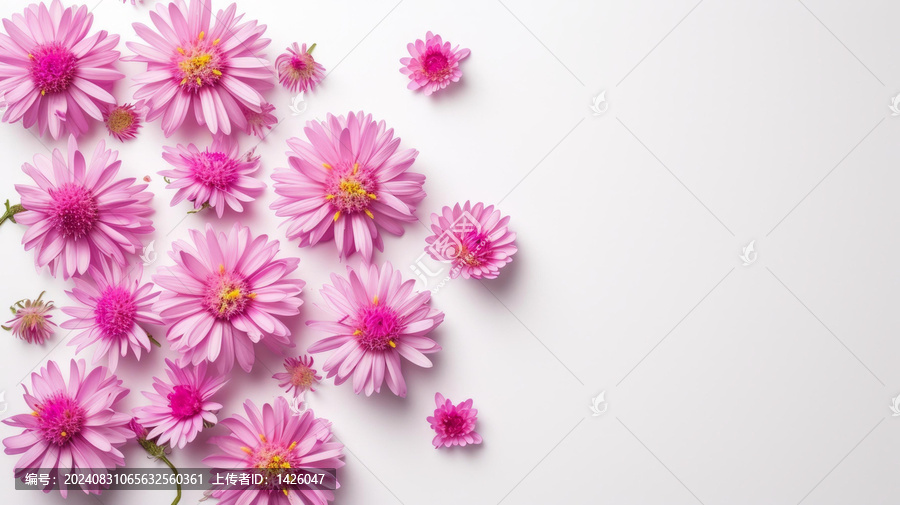 盛開(kāi)的菊花