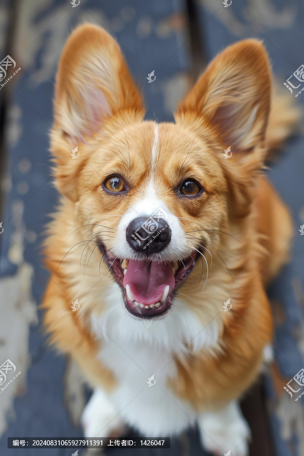 一只快樂的柯基犬正在仰視鏡頭