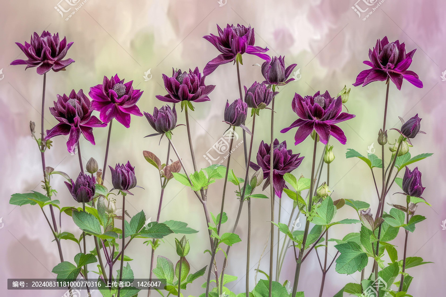 一組黑色的哥倫比亞鳳仙花