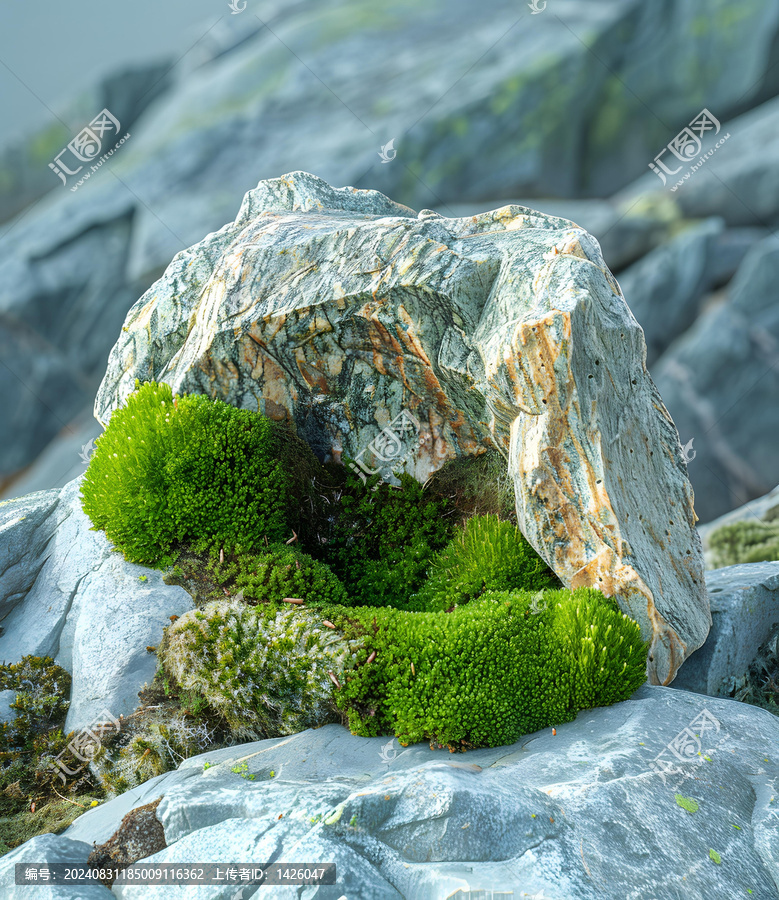巖石上生長的綠色苔蘚