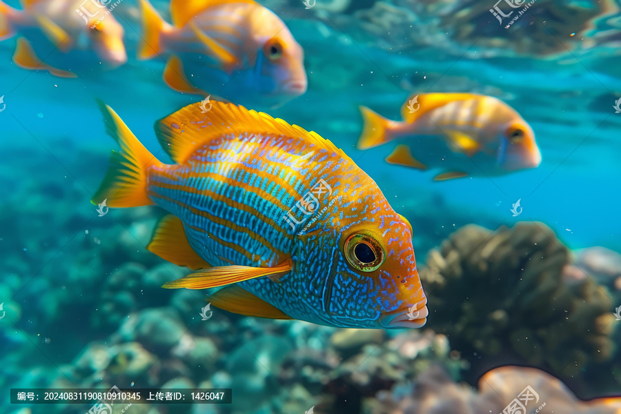 軍曹魚群在珊瑚礁中