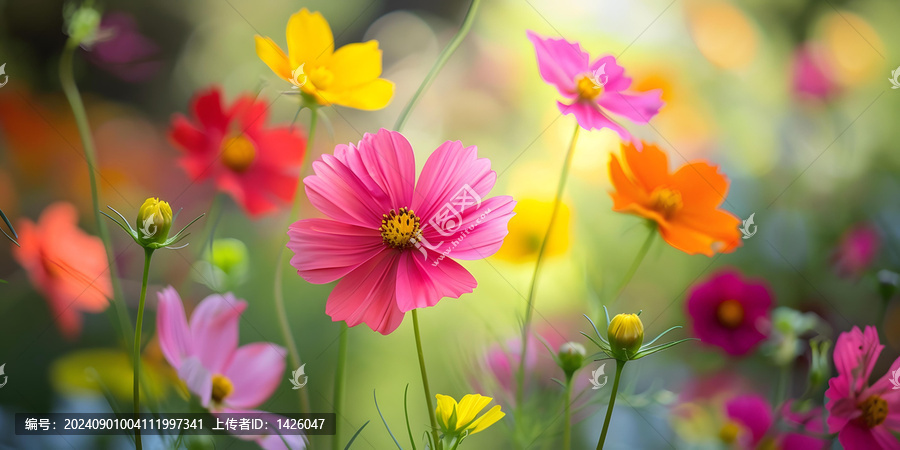花園里的彩色波斯菊