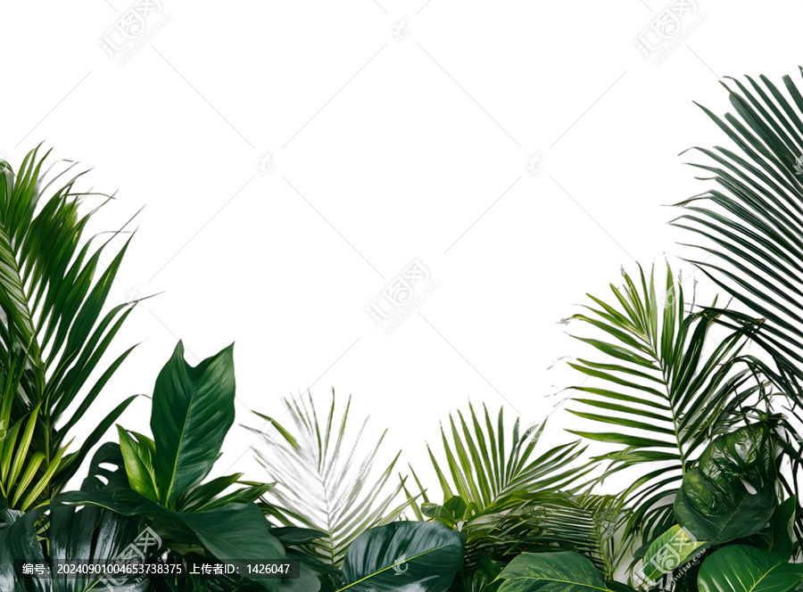 [免摳素材]白色背景上的熱帶植物葉子