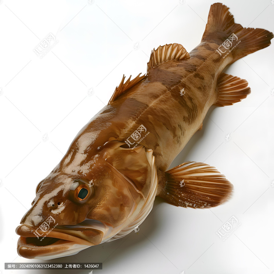 白色背景上的新鮮棕色魚