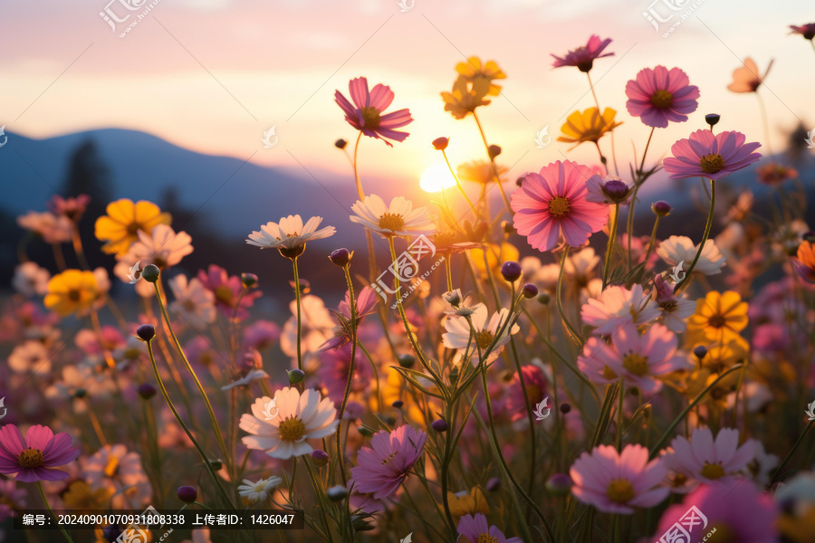 夕陽下的粉黛亂子草