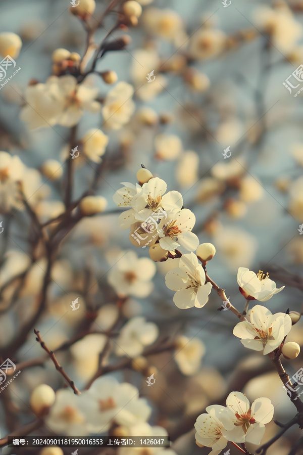 春天樹枝上盛開的白色花朵