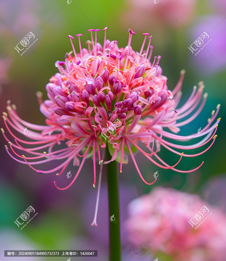 花園里粉紅色的蜘蛛百合花