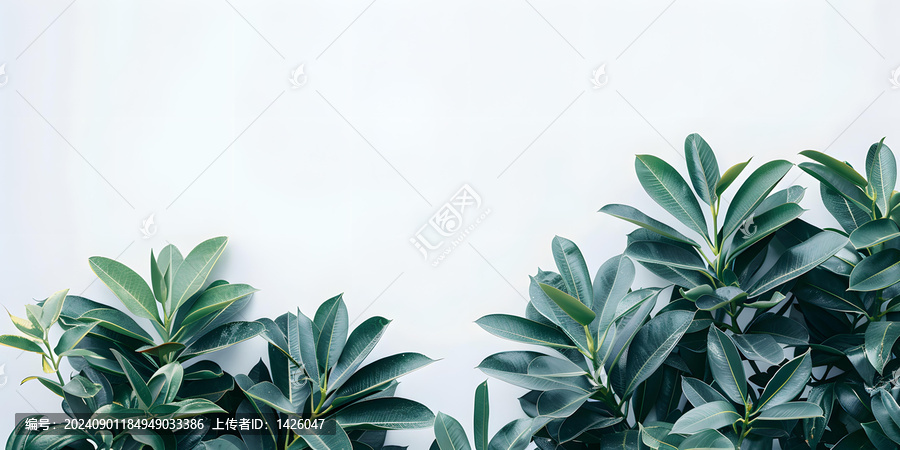 白色背景上的綠色植物簡(jiǎn)約自然