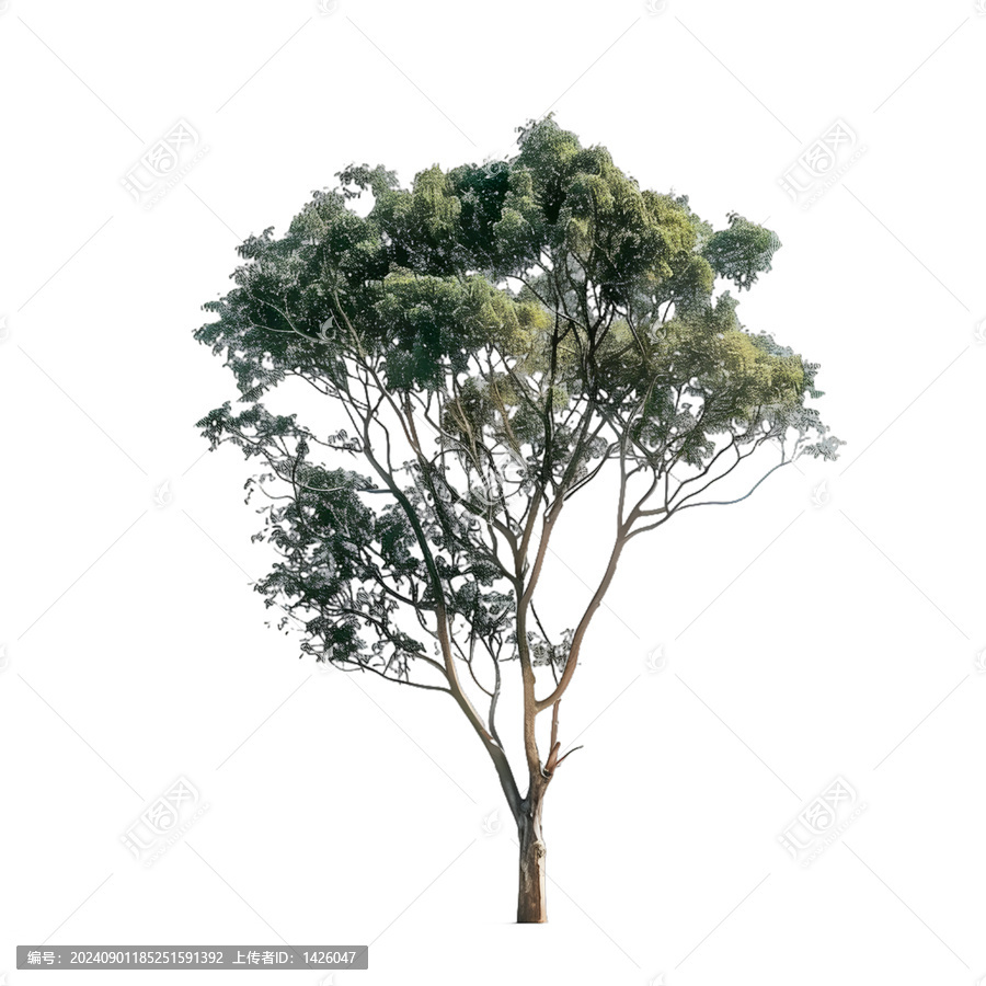 [免摳素材]白色背景上的樹木