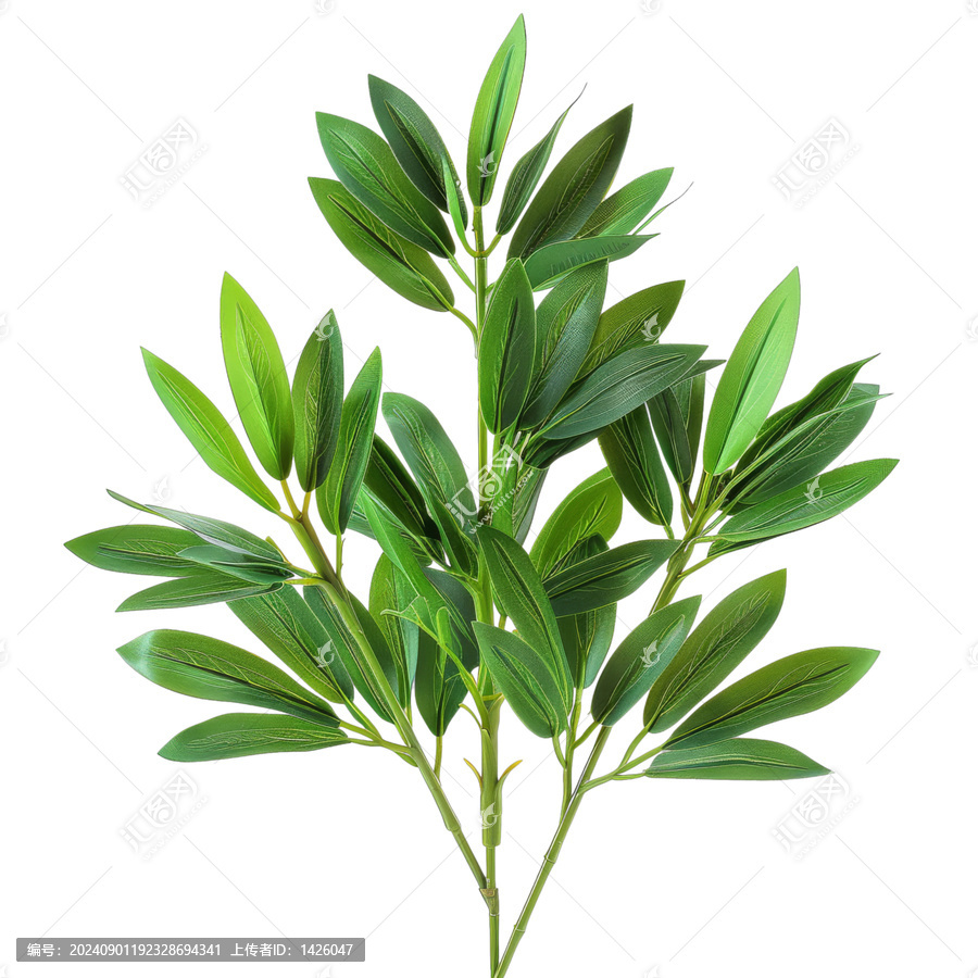 [免摳素材]綠葉植物