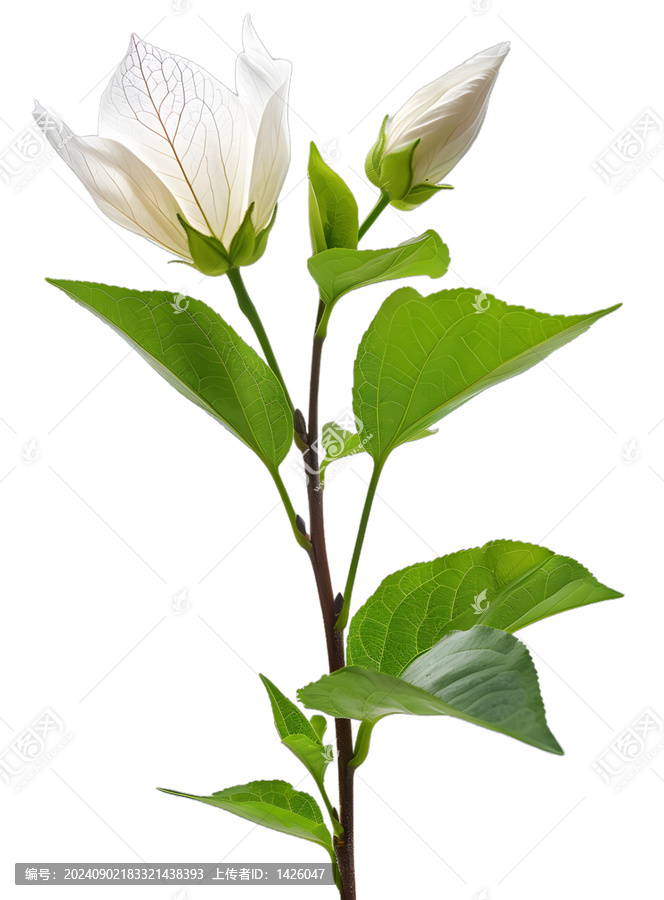 [免摳素材]白色背景上的白色花朵