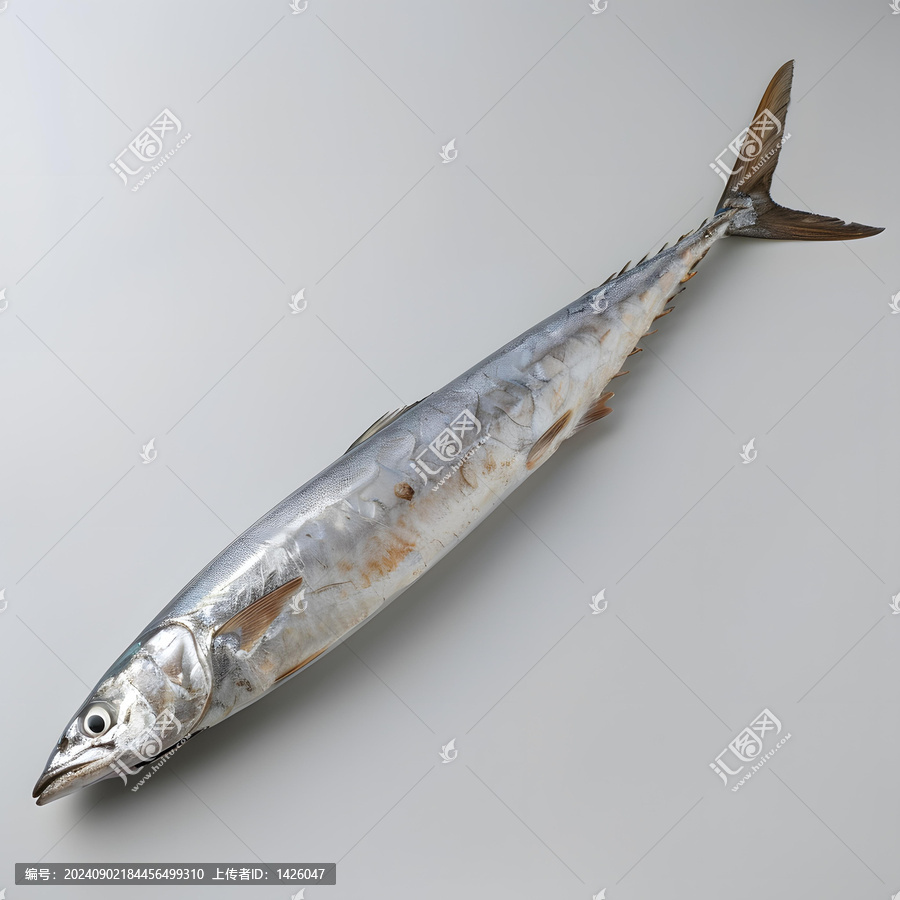 一條大竹莢魚躺在白色背景上
