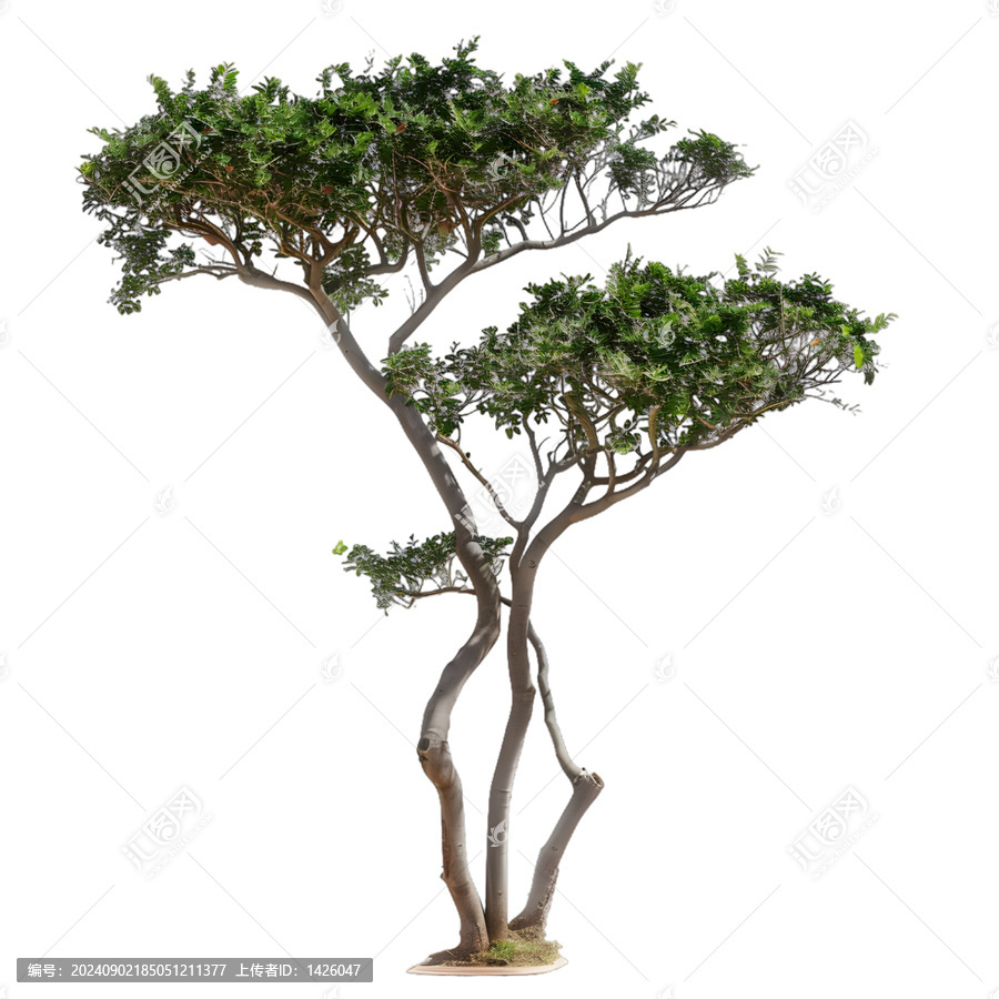 [免摳素材]白色背景上的孤立樹木