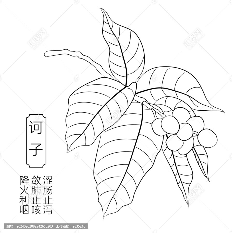 訶子線稿