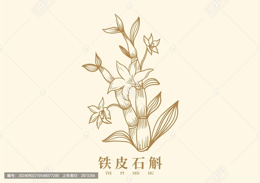 鐵皮石斛花