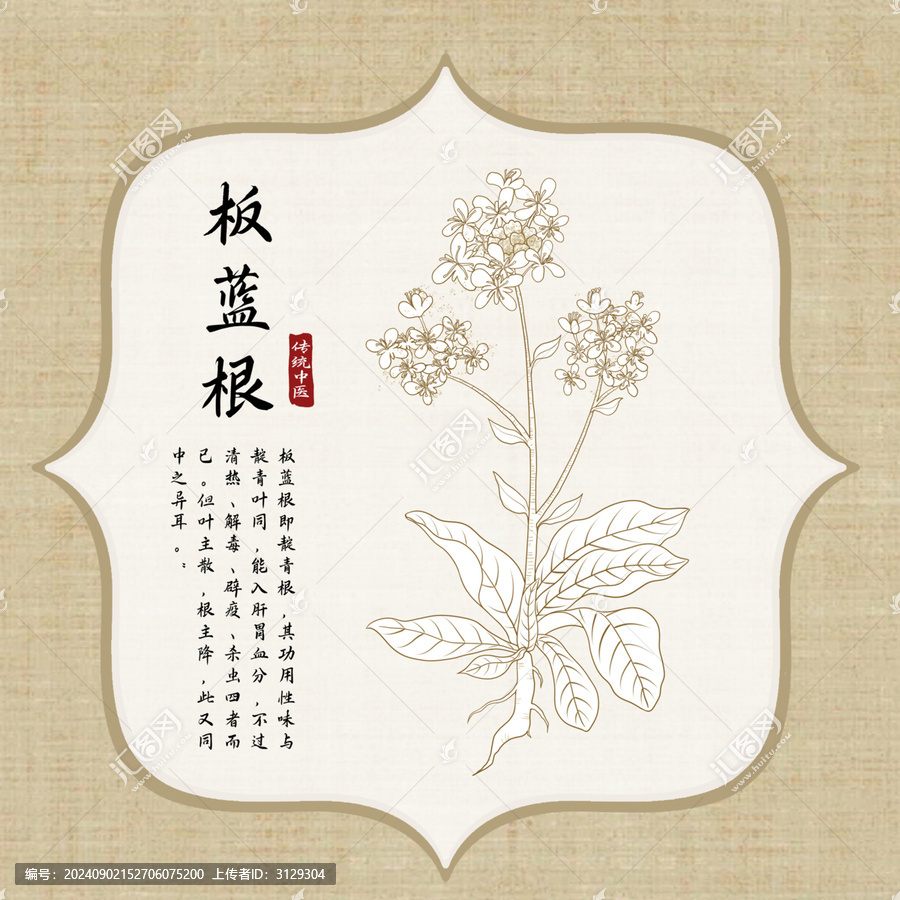 手繪板藍(lán)根