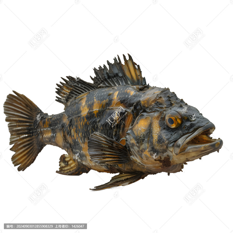 [免摳素材]灰色背景上的保存完好的魚(yú)標(biāo)本
