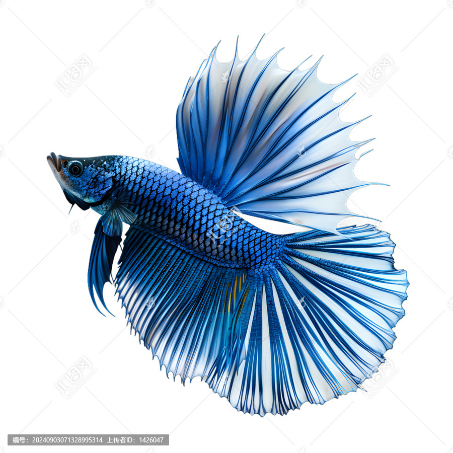 [免摳素材]藍(lán)色和白色暹羅斗魚