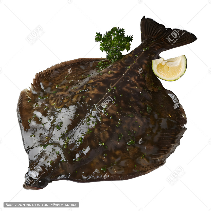 [免摳素材]新鮮的整條歐鰈魚，白色背景