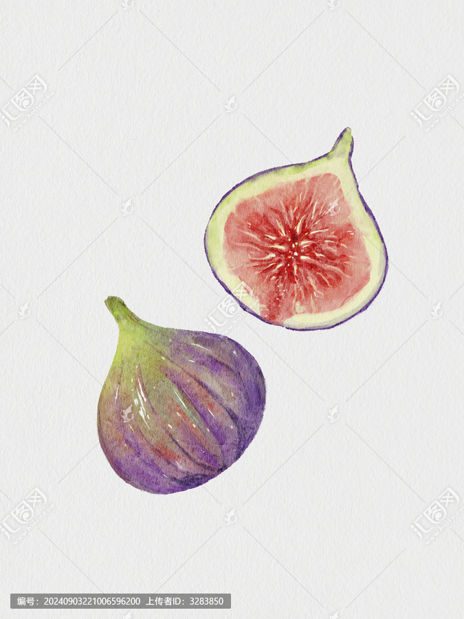 水彩插畫無花果