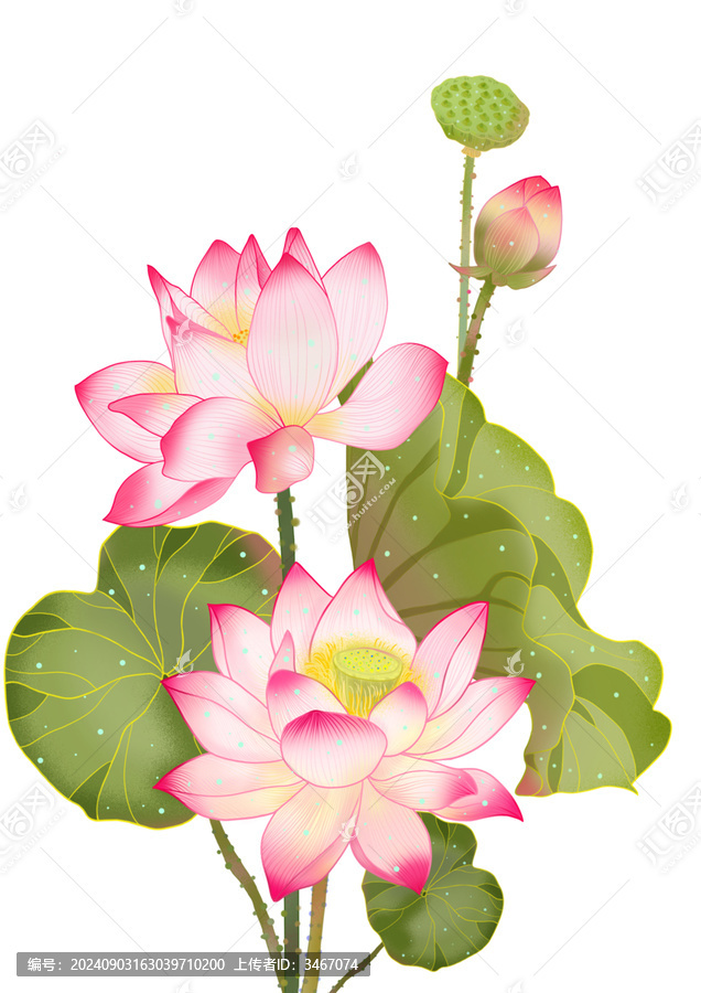 荷花