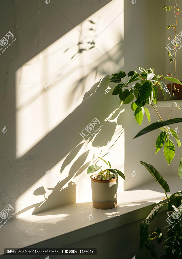 陽光透過窗戶照射在墻上和植物上