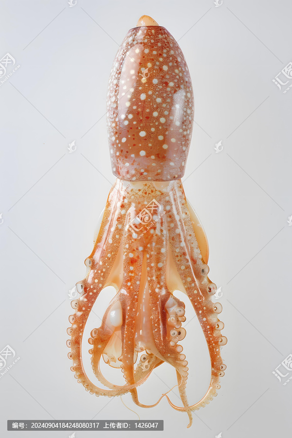 白色背景上的魷魚特寫