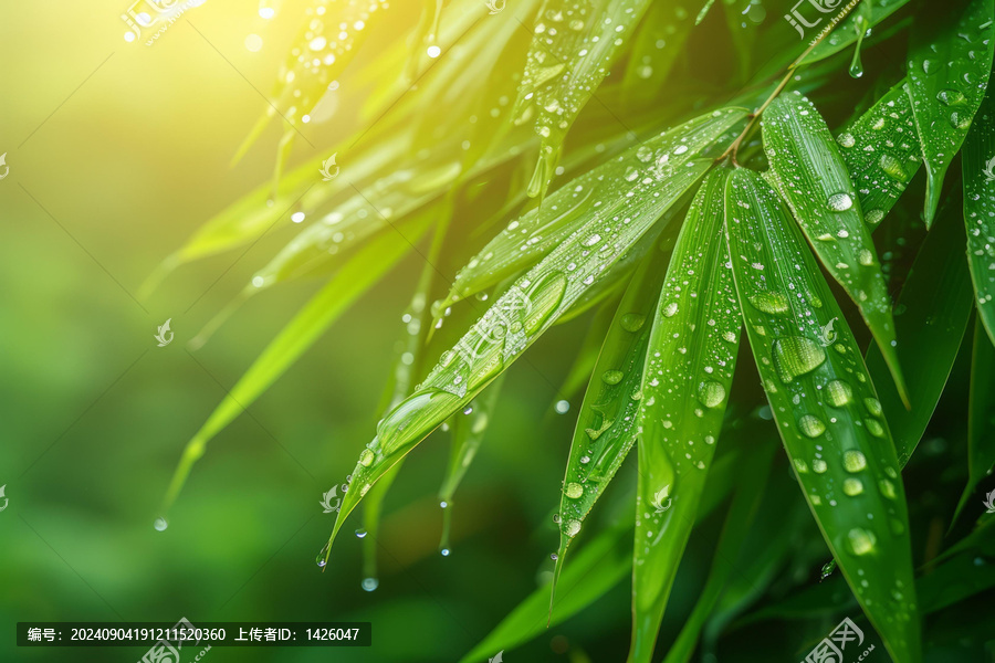 竹葉上的水滴