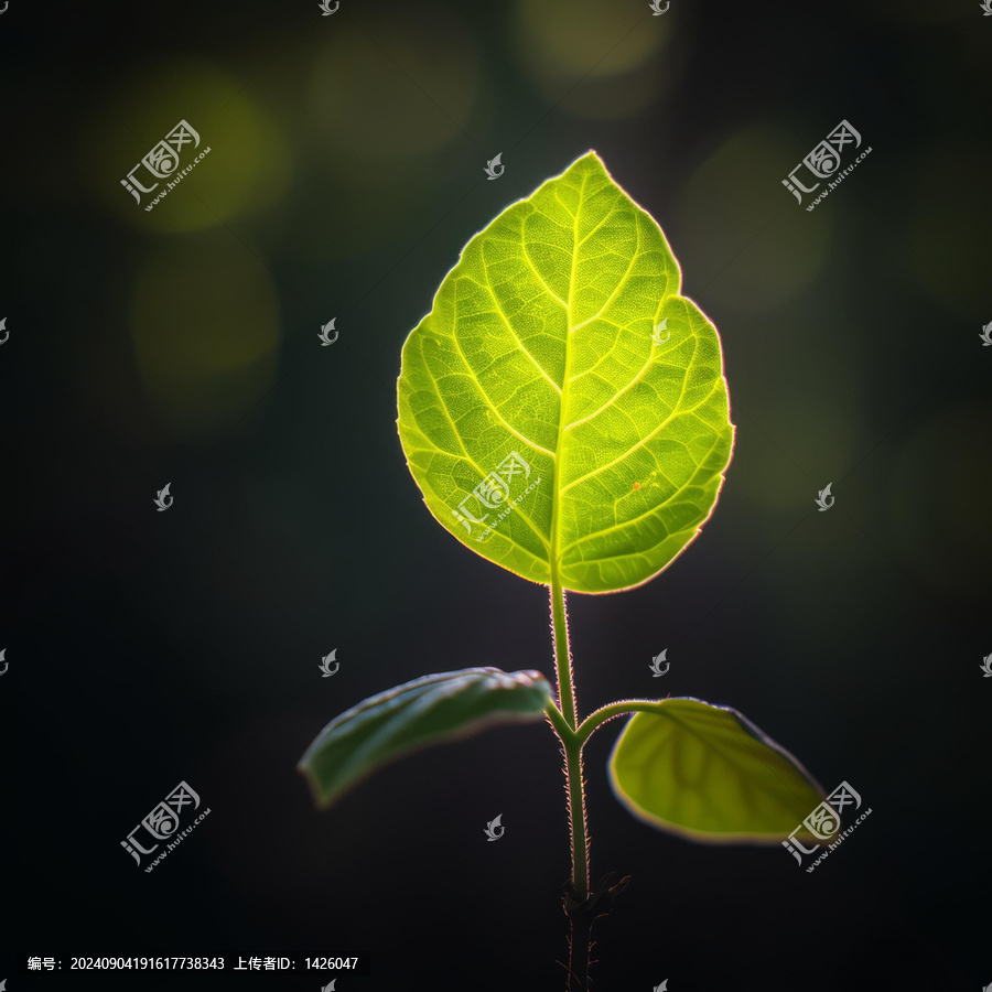 一片葉子在陽(yáng)光下葉脈清晰可見