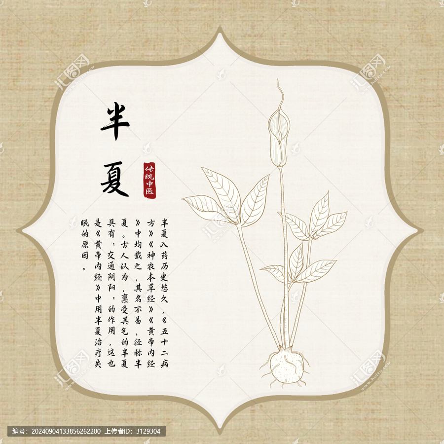 半夏插畫