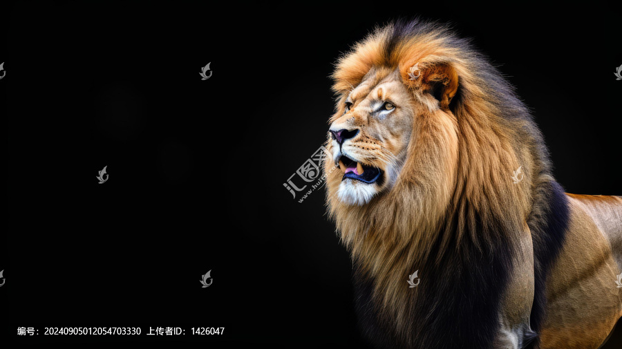 一只威嚴的獅子在黑暗的背景下凝視